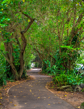 The Path to Pipeline Ehukai Oahu 122114