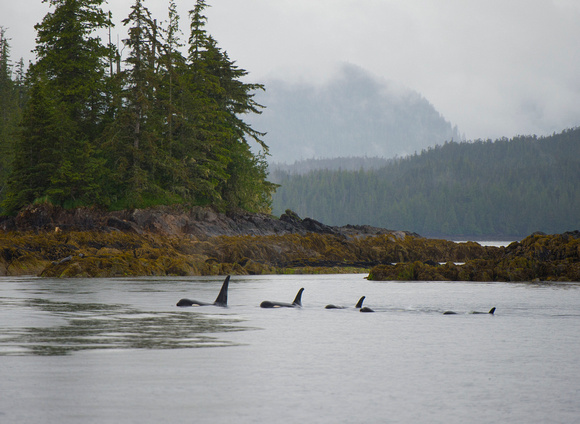 Orca Family Outing Misty Fjords AK 062114