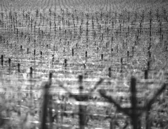 Grapevines in the Offseason Napa 112713